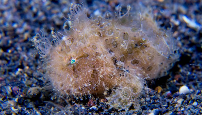 Baby Hairy Painted Frogfish